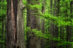Spring Cypress